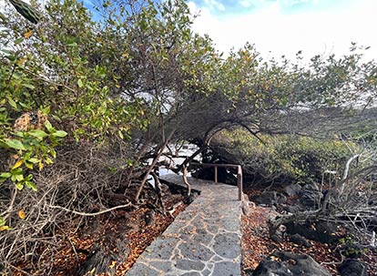 Camino hacia la playa de Puerto Chino.