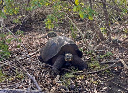 Tortuga gigante de Galápagos