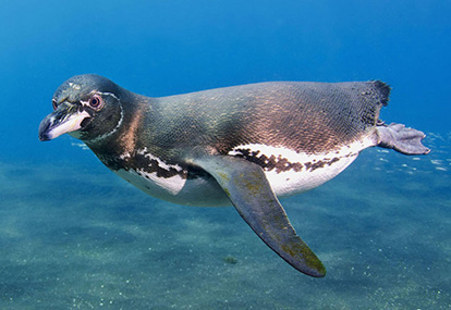 Pinguim de Galápagos.