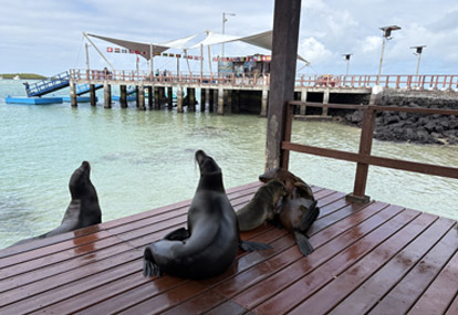 Puerto José Villamil, isla Isabela.