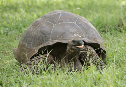 Galapagos Giant Tortoise.