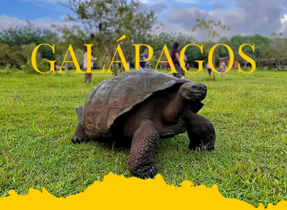 Tartarugas gigantes de Galápagos.