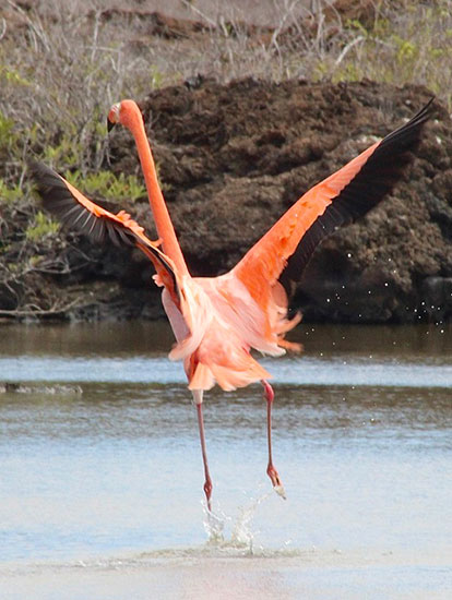 Flamingo rosado.