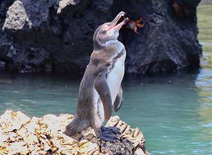 Pinguino de Galápagos.