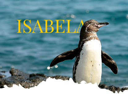 Pinguino de la isla Isabela en Galápagos.